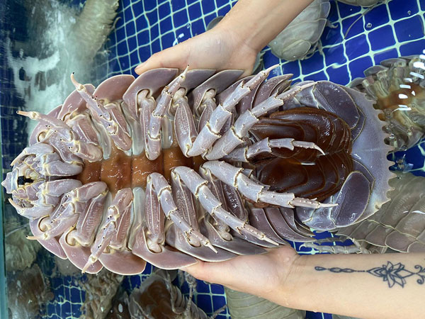 Bọ biển 4 triệu đồng một con, dân sành ăn vẫn tranh nhau mua