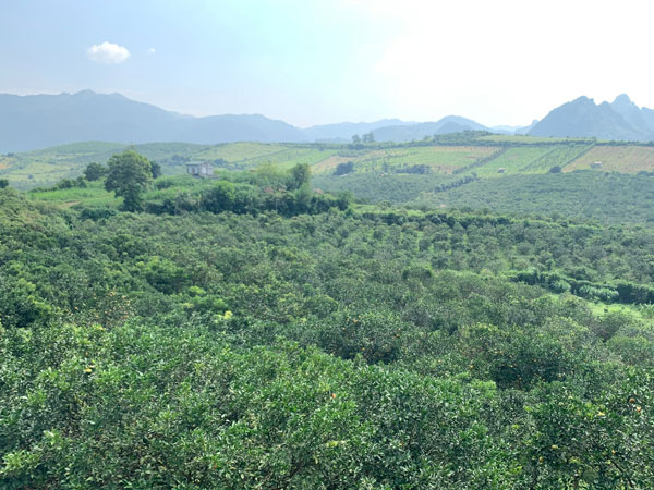 Đổ tiền tỷ ôm đất giá rẻ chờ chuyển đổi có lãi dày, ‘bỏng tay’ rút củi không kịp
