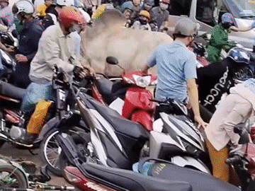 Bò 'điên' húc hàng loạt xe máy trên đường