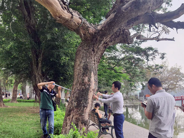 Hà Nội chặt hạ 3 cây sưa chết khô bên hồ Hoàn Kiếm