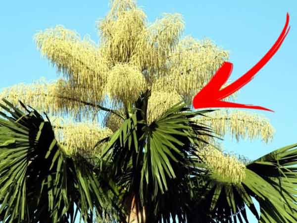 Đừng thấy hoa nở mà ngỡ xuân về, có 4 loại cây bỗng dưng ra hoa là 'điềm gở', gia chủ muốn yên ổn thì nhổ bỏ ngay
