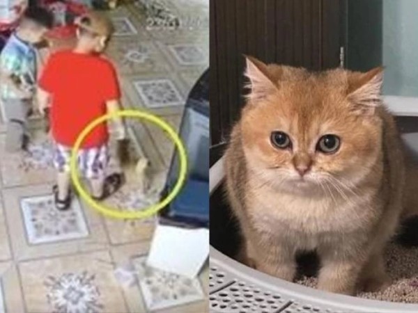 Chú mèo Golden bị 2 đứa trẻ giẫm đạp ngay ngày mùng 2 Tết đã xuất viện, tình trạng ra sao?