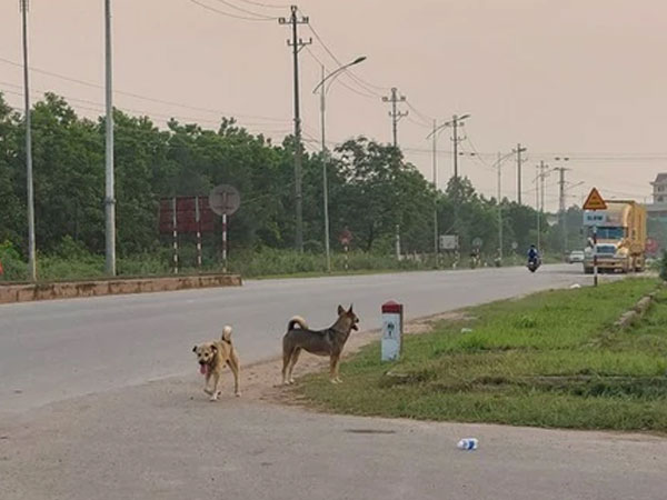 Đang đi tiêm vắc-xin phòng bệnh dại, nữ bác sĩ thú y bị chó dại tấn công