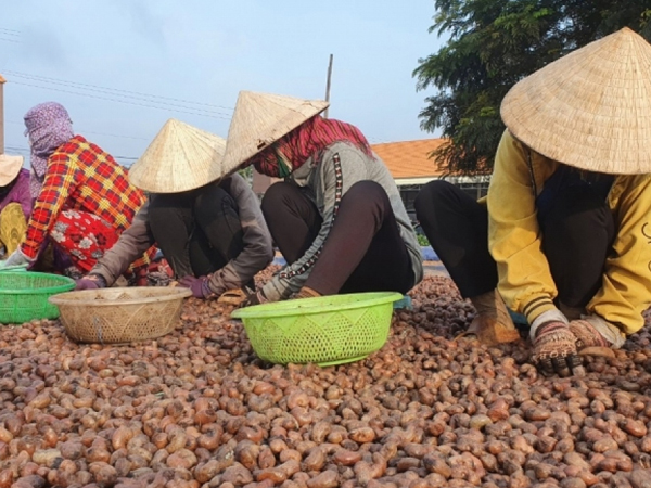 Điều thô trong nước trước áp lực giảm giá lớn