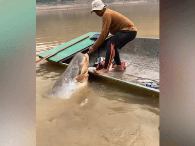 Clip: Ngư dân vật lộn, lôi con cá 'khủng' nặng 135 kg lên thuyền
