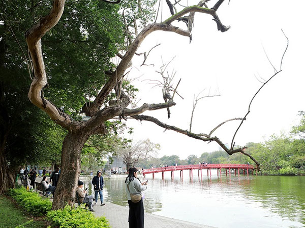 Những 'khối vàng lộ thiên' chết khô bên hồ Hoàn Kiếm chưa thể chặt hạ, vì sao?