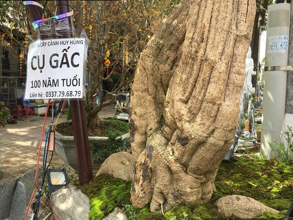Gấc bonsai trăm tuổi đẹp cỡ nào giá 150 triệu đồng?