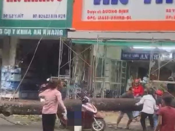 Clip: Cây cổ thụ bật gốc đè một phụ nữ bị thương nặng, người dân xúm lại giải cứu