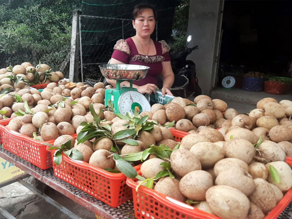Hồng xiêm giá cao, nhà vườn Tiền Giang có nguồn thu nhập quanh năm