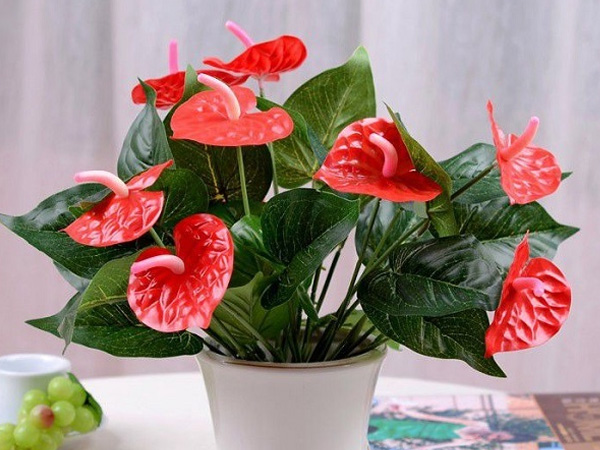 8 loại cây cảnh 'đẹp mà độc', thích mấy cũng tuyệt đối không nên trồng trong nhà