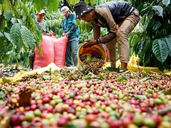 Xuất hiện yếu tố 'thiên thời', xuất khẩu cà phê Việt Nam có cơ hội duy trì mức 4 tỷ USD