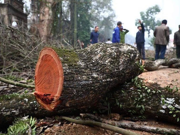 Bán thành công lô gỗ sưa từng được trả giá trăm tỷ ở Hà Nội sau 5 lần đấu giá