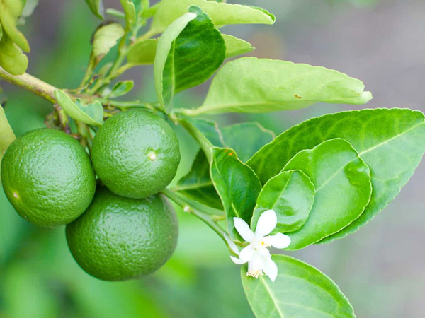 Vỏ chanh đắng nhưng có nhiều tác dụng với sức khỏe