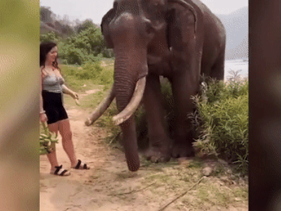 Cầm chuối trêu voi, người phụ nữ lãnh hậu quả 'rùng rợn'