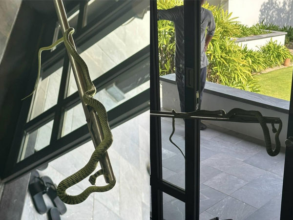 Xôn xao thông tin rắn xuất hiện trong phòng của một khu nghỉ dưỡng siêu sang giá 60 triệu đồng/đêm tại Quảng Nam