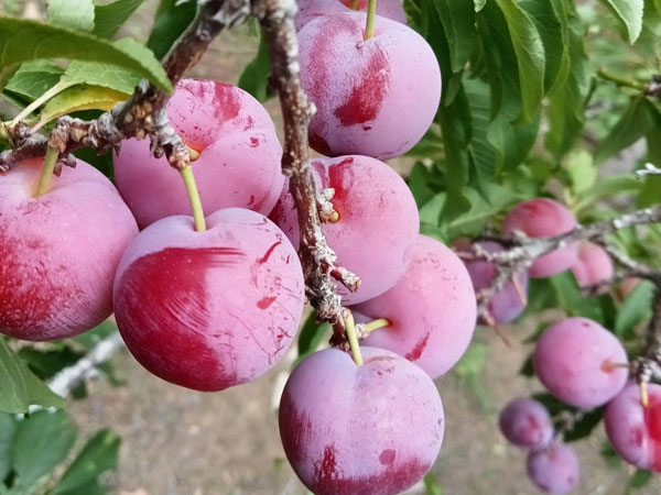 ‘Cherry Việt’ đổ bộ thị trường, giá chỉ 12.500 đồng/kg