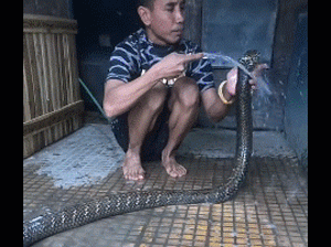 Clip: Người đàn ông dùng xà bông tắm cho rắn hổ mang chúa và cái kết