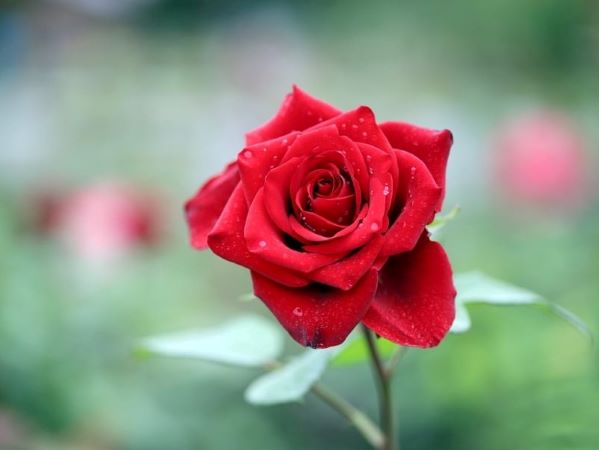 Người sinh tháng Âm lịch này ý chí kiên định, tháng 6 tới có cơ hội giàu to
