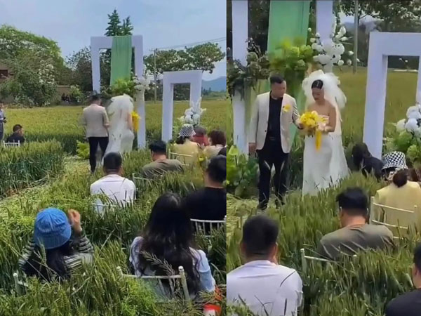 Đám cưới 'hương đồng gió nội' khiến MXH rần rần: Lễ đường giữa ruộng, khách mời ngồi lọt thỏm giữa bốn bề toàn lúa