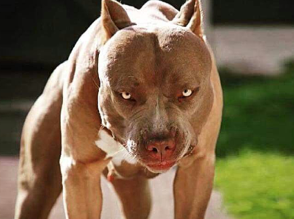 Pitbull - loài chó nguy hiểm số 1 thế giới với nguồn gốc đáng sợ, nhiều nước cấm nuôi