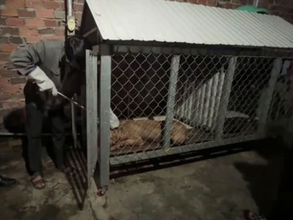 Gây mê chó Pitbull cắn chết cụ bà ở Bình Dương để xử lý