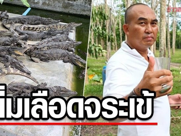 Doanh nhân Thái Lan gây tranh cãi vì uống tiết cá sấu hàng ngày để giữ sức khỏe
