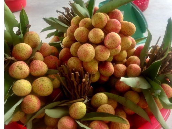 4 vạn tấn vải thiều chờ bán, có loại 90.000 đồng/kg người mua vẫn 'xếp hàng'