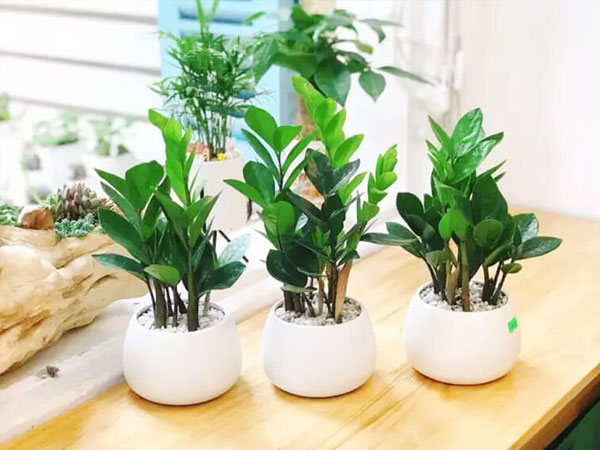 Cây kim tiền đặc biệt phù hợp với người tuổi này, trồng 1 cây trong nhà lộc không ngừng đến