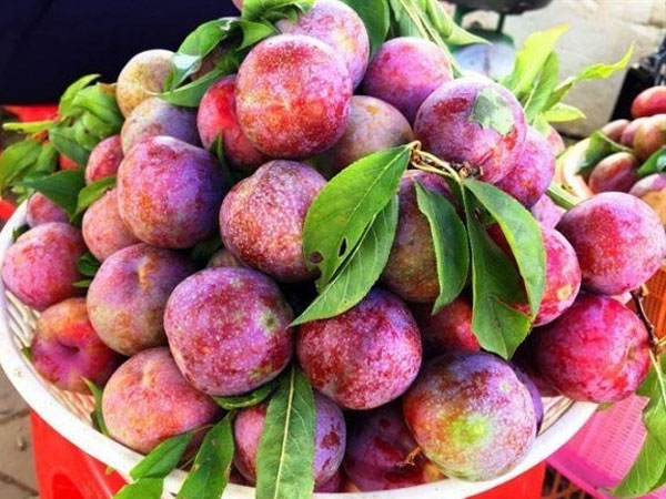 Mận vào mùa ngon khó cưỡng, nhưng những người này nên 'tránh thật xa'