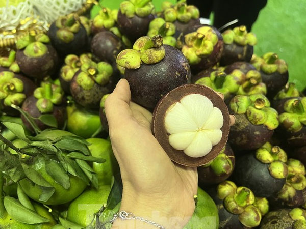 Hiện tượng lạ: Măng cụt rớt giá đầu vụ