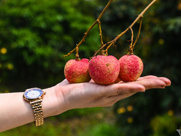 Loại vải thiều đặc biệt: Khách tranh mua, thu 800 triệu/ha dân vẫn 'ngại' trồng