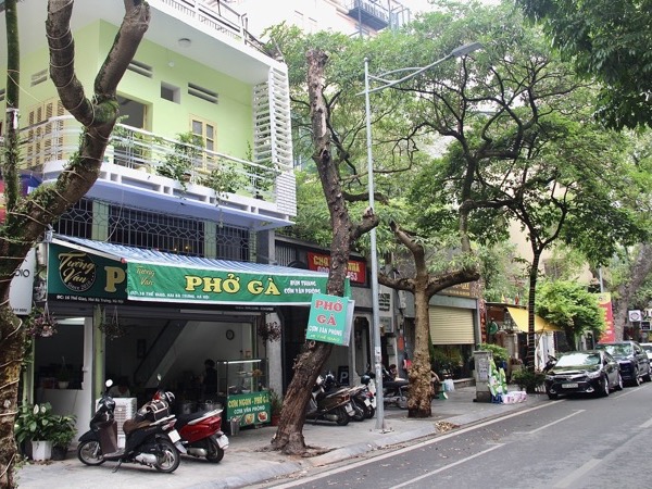 Cây chết khô ở Hà Nội, nguy cơ đổ gãy khi giông gió