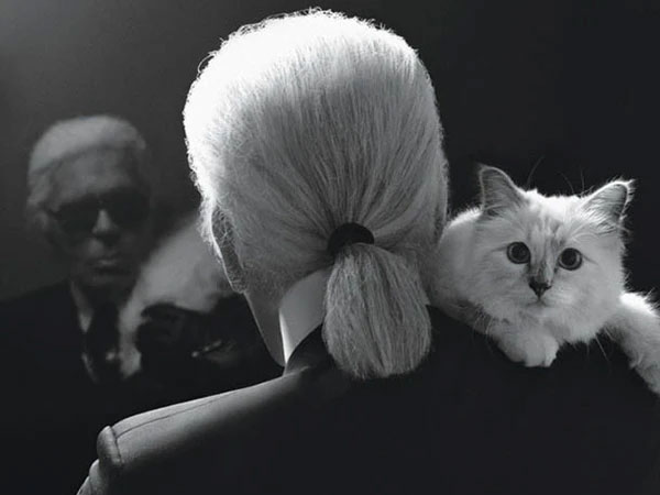 Choupette - cô mèo có lối sống vương giả và nổi tiếng nhất thế giới kiếm được bao nhiêu tiền mỗi năm?