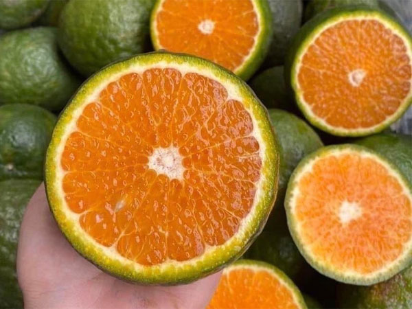 Nắng thiêu đốt, cam sành giải nhiệt giá rẻ bất ngờ