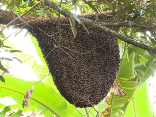 Hà Tĩnh: Đi lấy mật, người đàn ông bị ong đốt tử vong