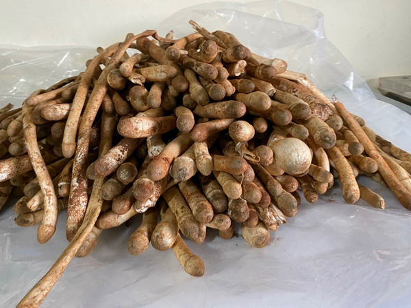 Trời mưa mới được ăn nấm mối, 1 triệu đồng/kg vẫn hết sạch
