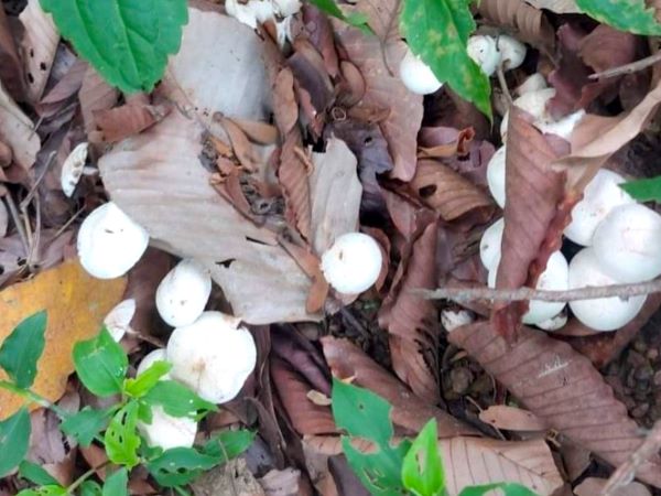 Cả gia đình nhập viện cấp cứu sau bữa ăn, 1 người đã tử vong