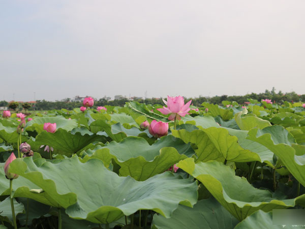 Mùa hoa sen nở hái cả triệu bông, anh nông dân thu 8 tỷ đồng