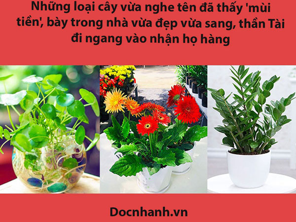 Những loại cây vừa nghe tên đã thấy 'mùi tiền', bày trong nhà vừa đẹp vừa sang, thần Tài đi ngang vào nhận họ hàng