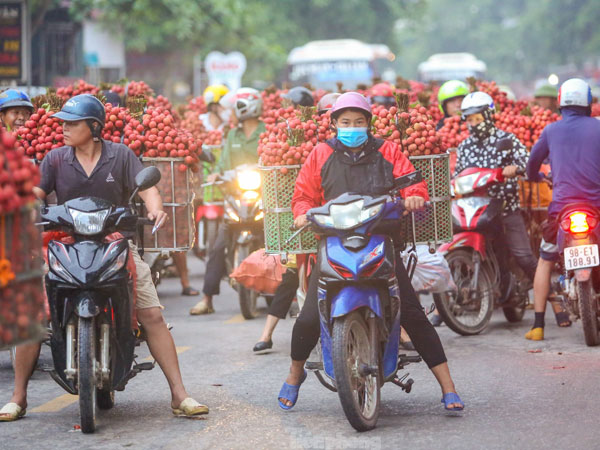 Hàng trăm xe nối đuôi chờ 'ngã giá' thu mua ở thủ phủ vải thiều