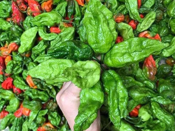 Những loại ớt độc lạ, giá đắt đỏ vẫn được lùng mua ở Việt Nam