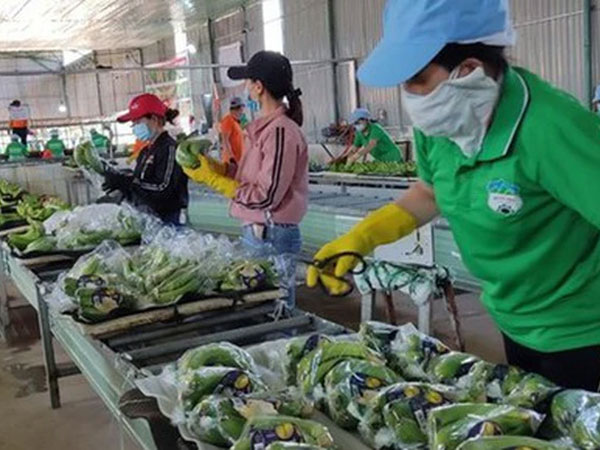 Bùng nổ đơn hàng từ Trung Quốc, xuất khẩu rau quả sẽ lập kỷ lục mới