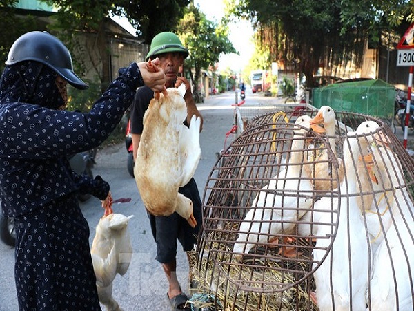 Bán cả trăm con vịt ngày Tết Đoan Ngọ