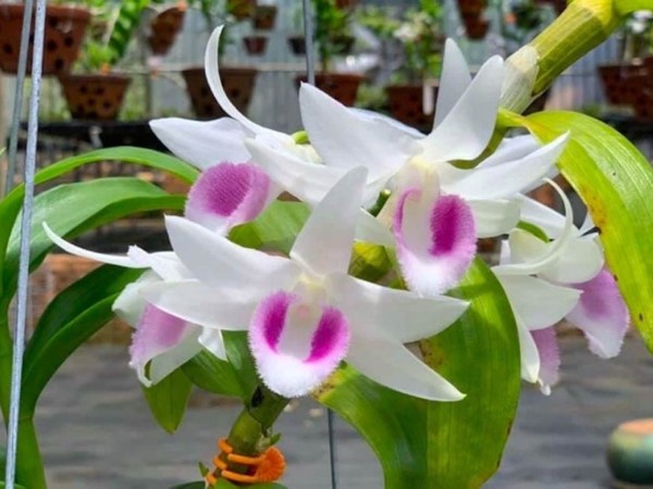 Những loại hoa gây 'sốt' một thời giờ rớt giá thê thảm