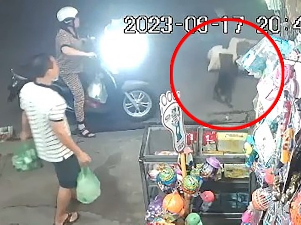 Clip: Hoạ vô đơn chí, cô gái vừa bị giật điện thoại té ngã liền bị chó cắn