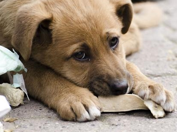Bé trai 7 tuổi tử vong sau hơn 2 tháng bị chó nhà cắn