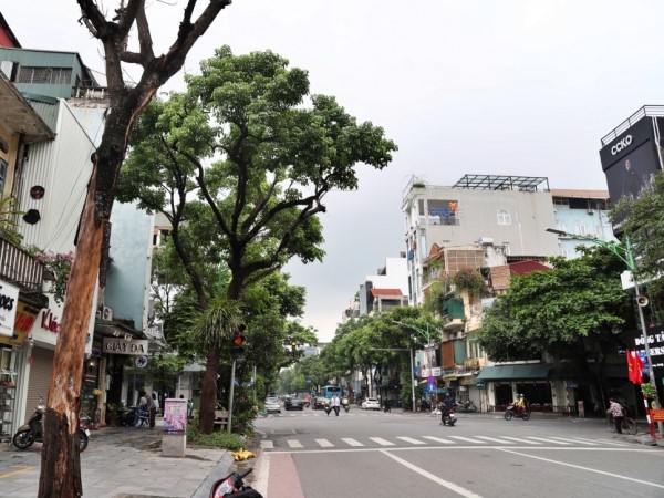 Cây xanh chết hàng loạt trên phố Hà Nội nguy cơ mất an toàn cho người dân