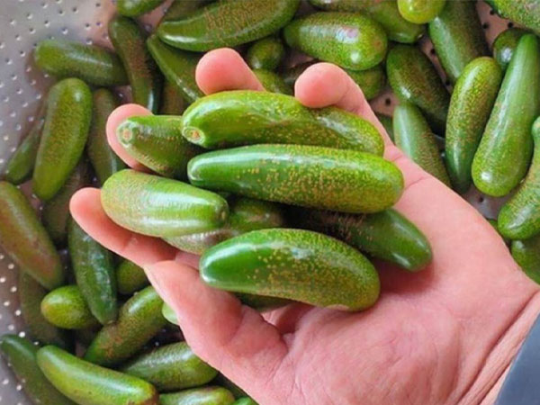 Bơ mi ni, bơ 'khổng lồ', bơ dài nửa mét gây sốt tại Việt Nam