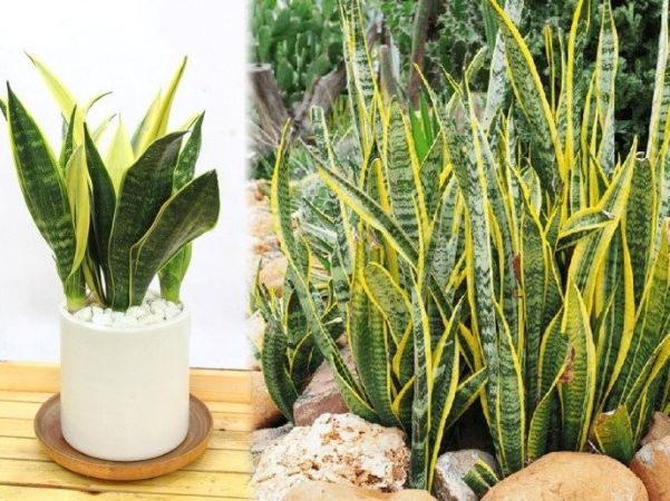 Cây lưỡi hổ hợp với người mệnh nào nhất? Trồng đúng gia đình bình an, Thần Tài gõ cửa thường xuyên