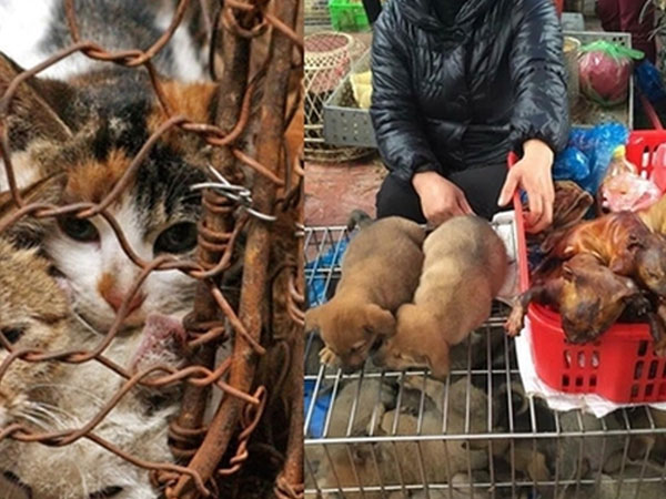 Hà Nội được đề xuất thí điểm là 'thành phố nói không với thịt chó, mèo'